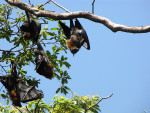 Fruit bats